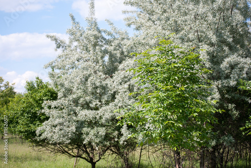 Young forest and meadow with flowers near Rusanda resort in Serbia photo