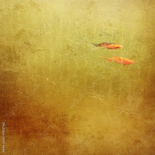 Goldfish against yellow background photo