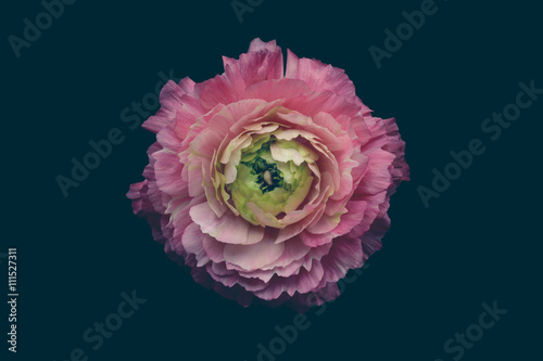 Ranunculus flower
