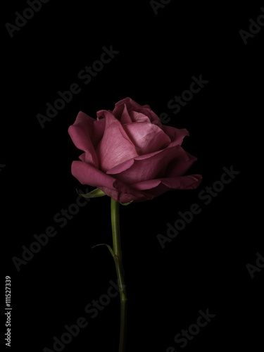 Red rose