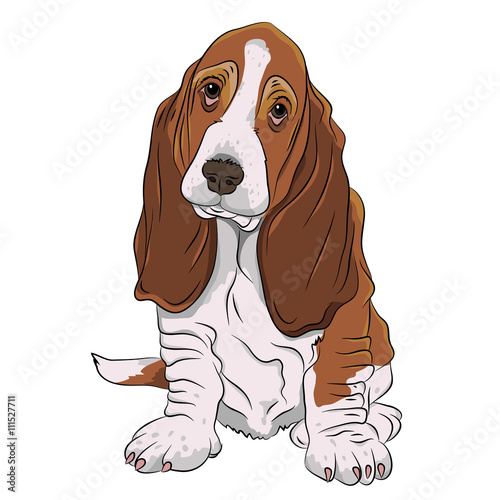 Fototapet basset hound puppy realistic vector illustration isolated