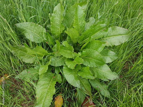 Krauser Ampfer, Rumex crispus; Sproessling photo