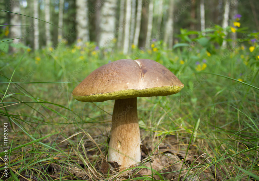 Penny bun mushroom in the forest Penny bun mushroom in the forest