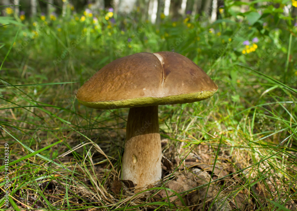 Penny bun mushroom in the forest Penny bun mushroom in the forest