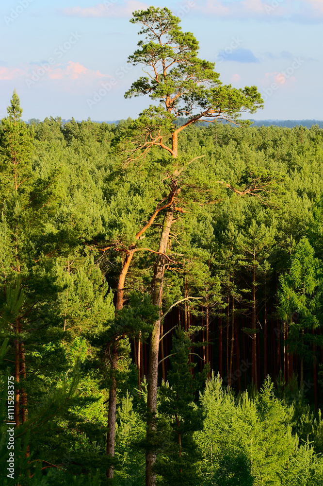 Fototapeta premium Aerial view of pinewood growing in Pomerania, northern Poland.