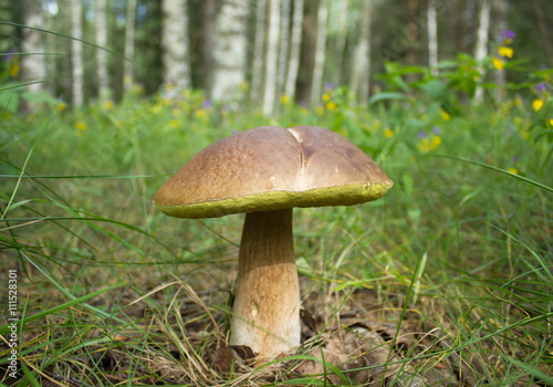 Penny bun mushroom in the forest