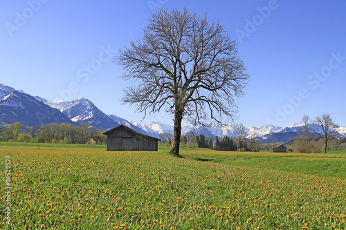 Löwenzahnwiese im Allgäu - im HIntergrund die Oberstdorfer Berge