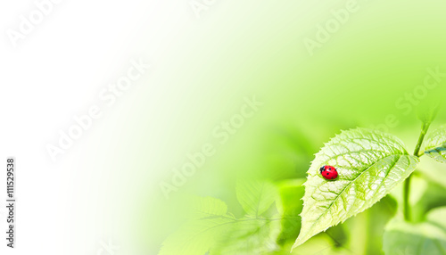 Ladybird on leaf. Background