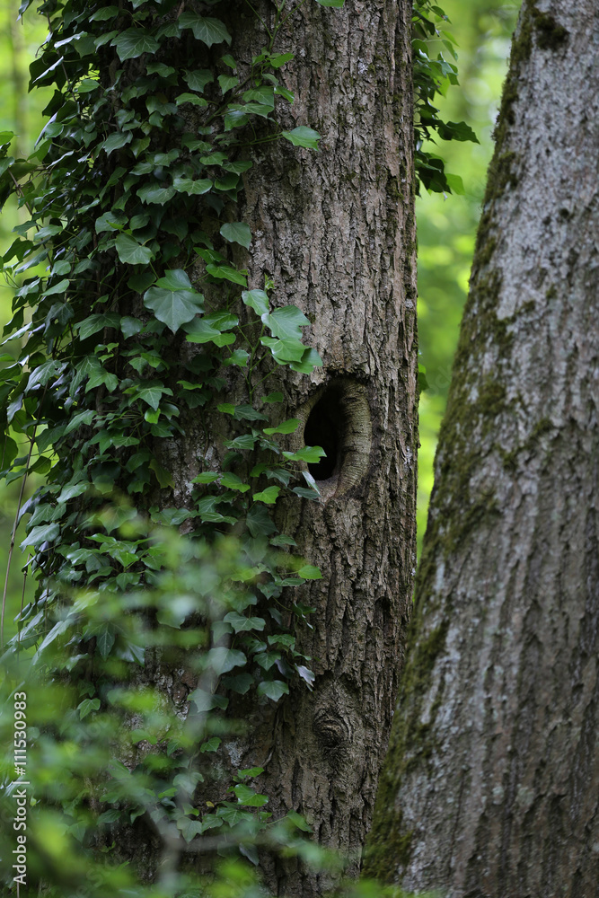 Obraz premium loge dans la forêt