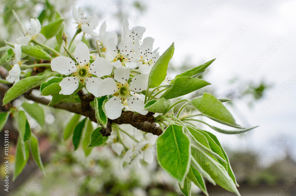 Beautiful flowering tree Beautiful flowering tree