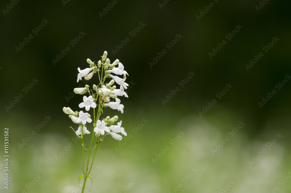 A white flower stands out against a dark green background.
