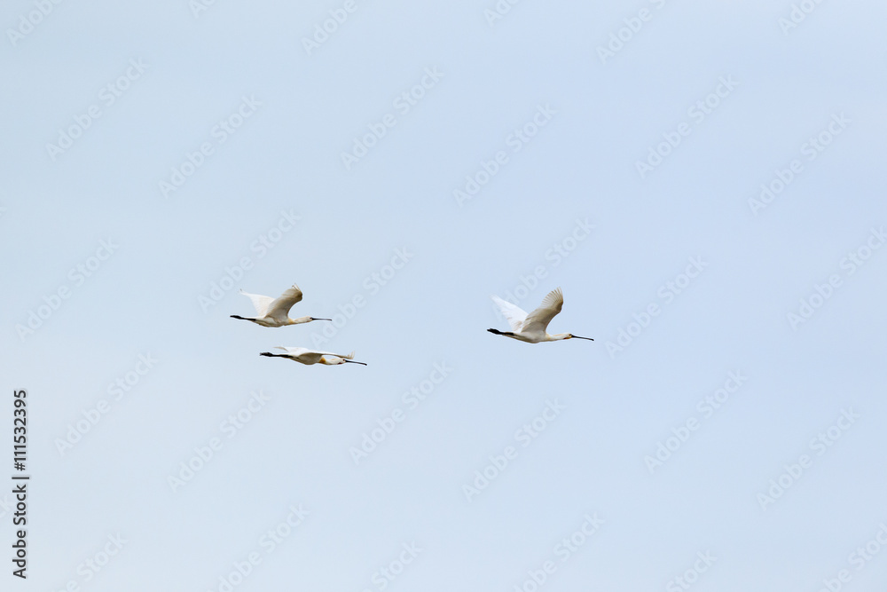 Flying spoonbills Flying spoonbills