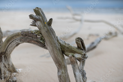 Landscape with dry trees.