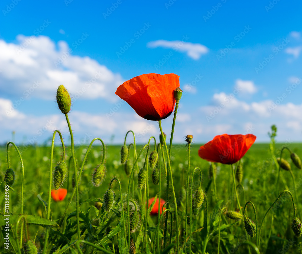 Obraz premium red and green poppies on green field and blue sky with clouds
