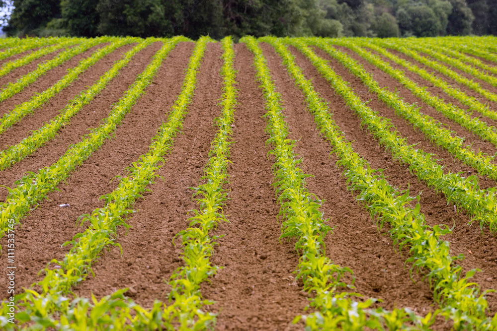 Farmer's Field Corn Oregon Agriculture Food Grower Farmer's Field Corn Oregon Agriculture Food Grower