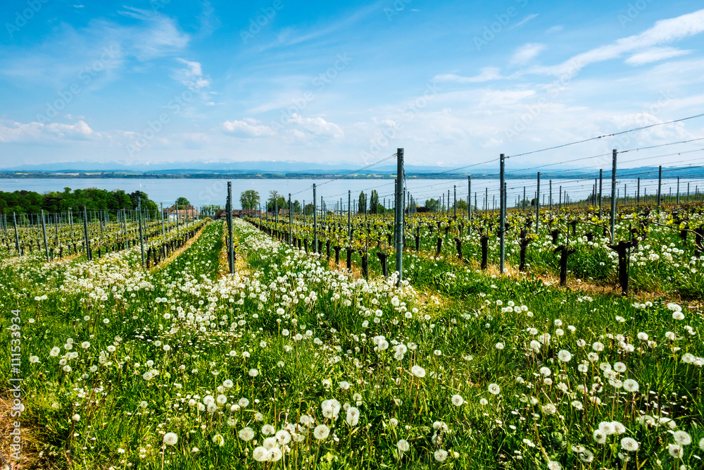 Obraz premium Weinberg im Frühling, Lac de Neuchâtel, Suisse 