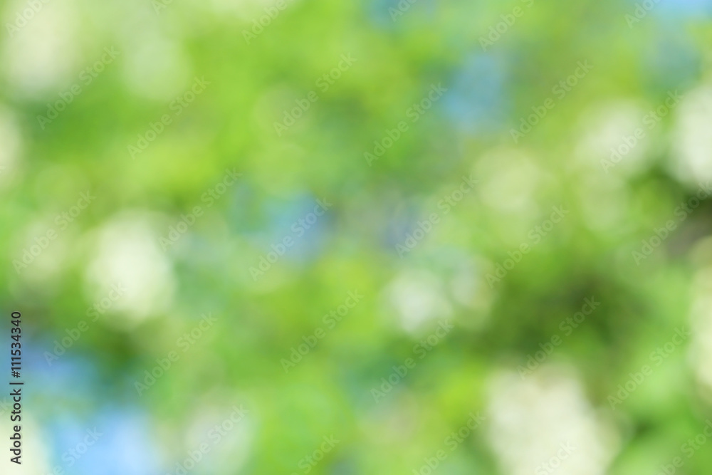 Fototapeta premium Abstract green nature background, bokeh