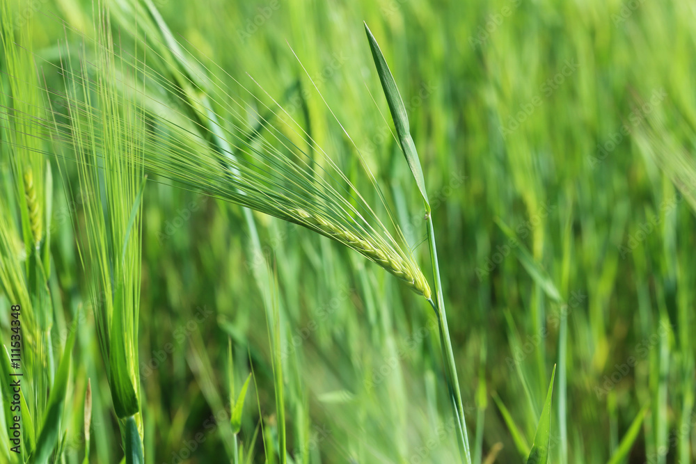 Green wheat field, outdoors