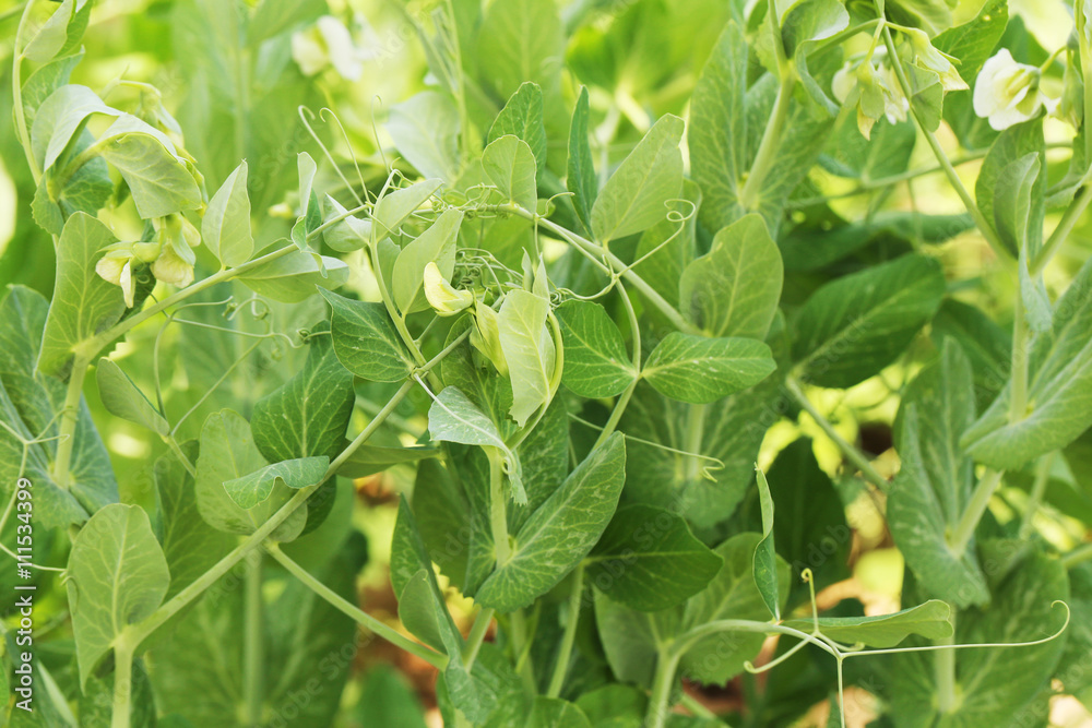 Green peas in the garden Green peas in the garden