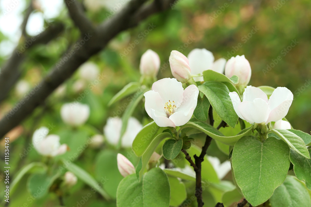 Fototapeta premium Blooming tree with the white flowers, outdoors