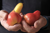 Older man holding colorful pears 
