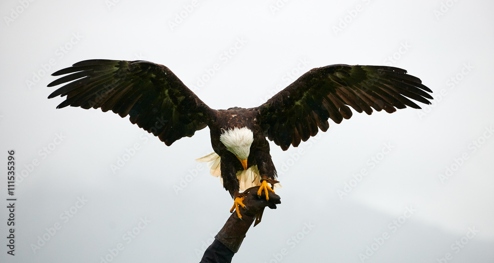 Εκτύπωση καμβά Bald eagle, falconry