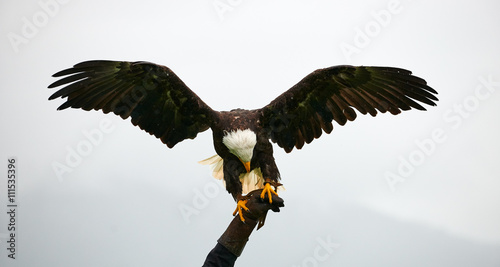 Εκτύπωση καμβά Bald eagle, falconry
