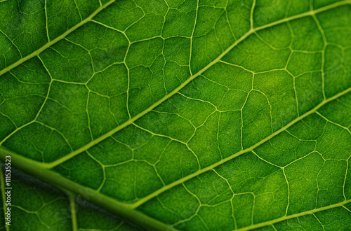 Green leaf closeup as background