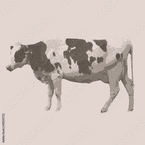 Cow. Farm animal. Vintage engraved illustration on chalkboard background.