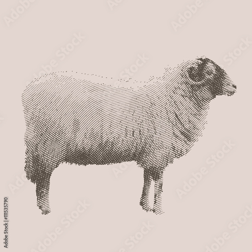 engrave ink draw sheep illustration
