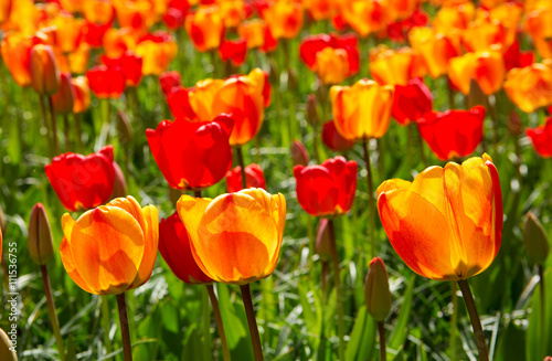 Red and orange tulips background.