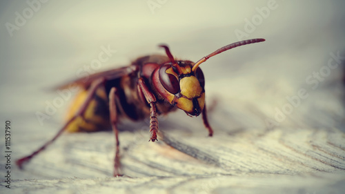 Big wasp - the hornet