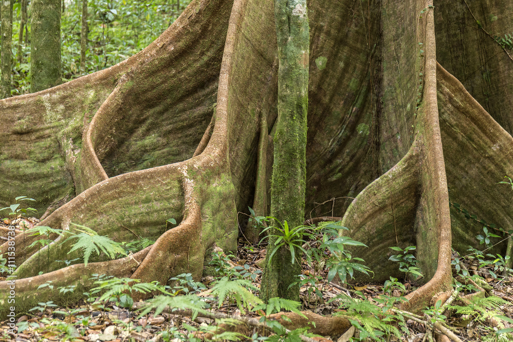 Fototapeta premium Caribbean jungle with lush green exotic plants, beautiful tall t