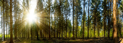 Konstfotografi Sonnenschein in einem Wald mit vielen Baumstümpfen