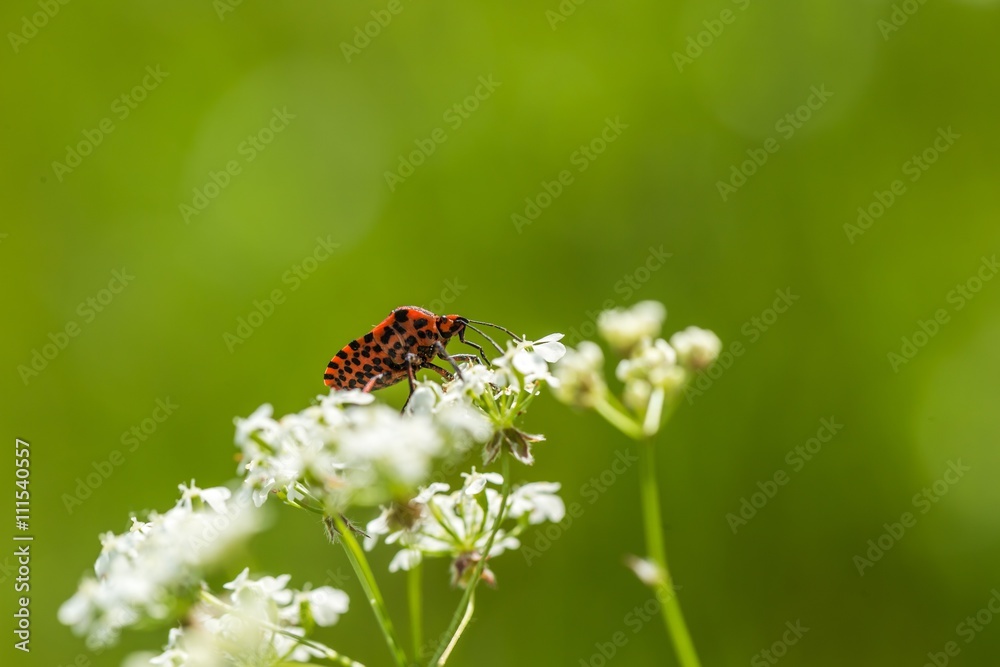 Little beetle sitting on plant Little beetle sitting on plant