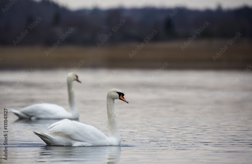 Fototapeta premium Romantic couple of swans are on the lake