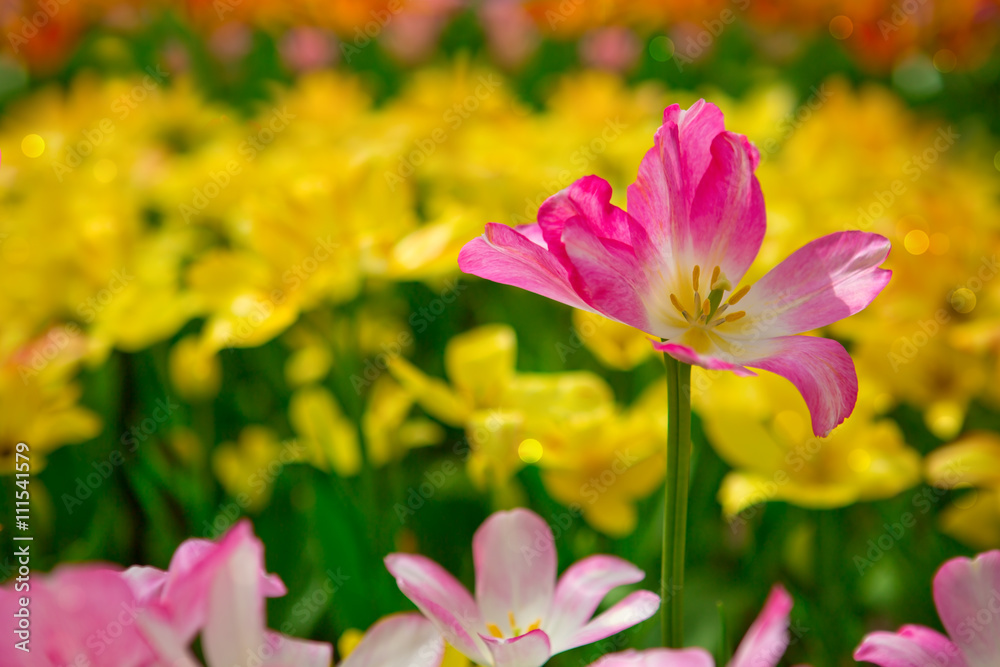 Pink tulip isolated . Pink tulip isolated .