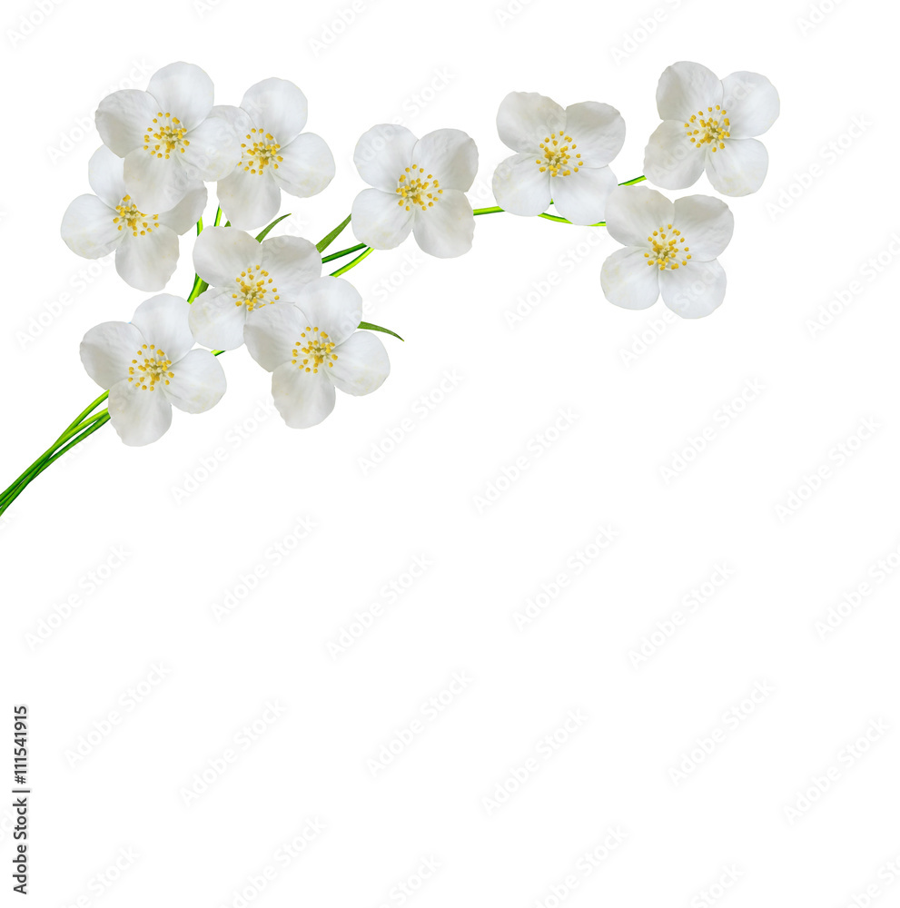 Obraz premium White jasmine flower.