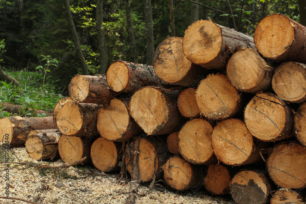 pile of wooden logs in forest