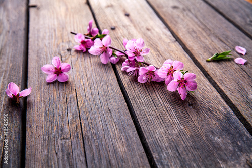 Peach blossom on old wooden background. Fruit flowers.