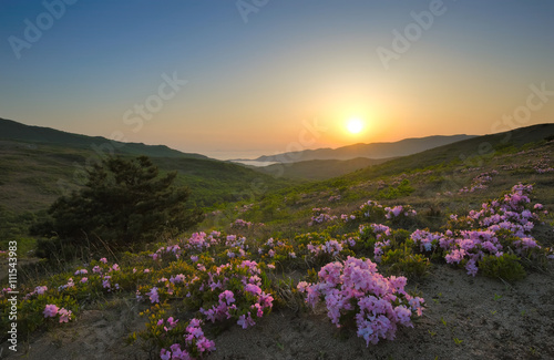 Rhododendron blooming on the coast on the sunset.