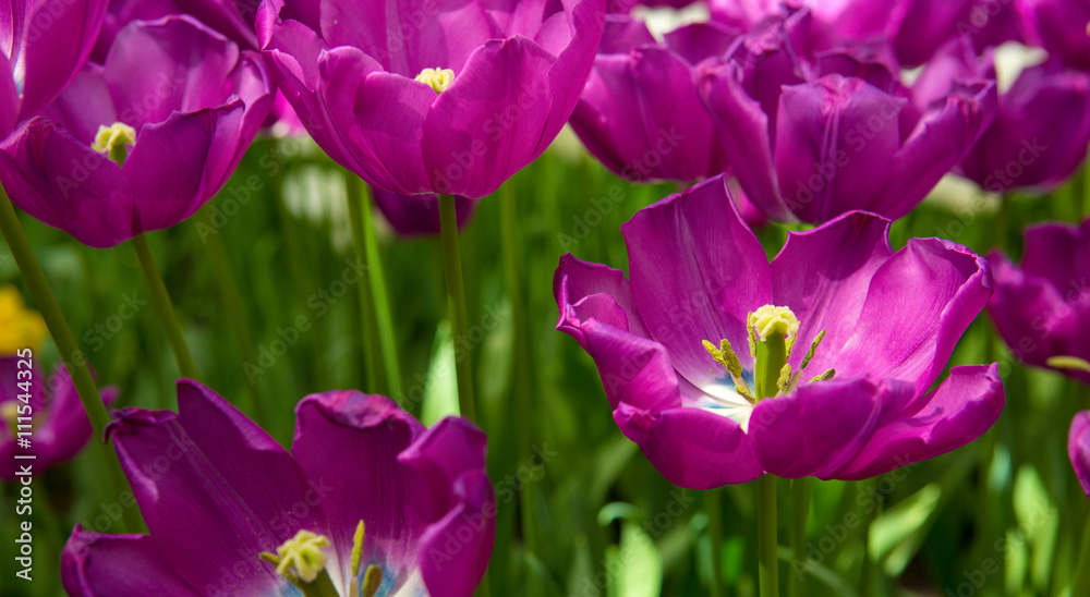 Violet tulips background.