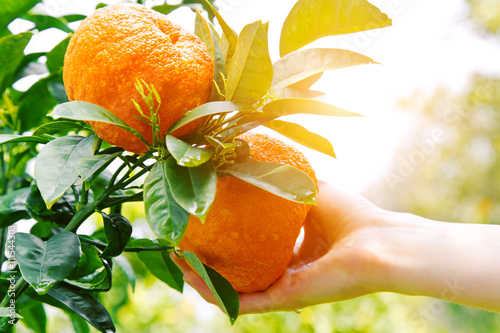gardener hand touching orange on a tree