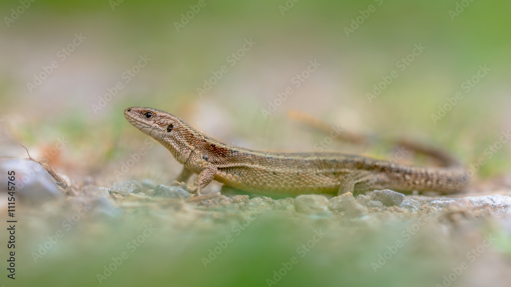Naklejka premium Viviparous lizard in grass