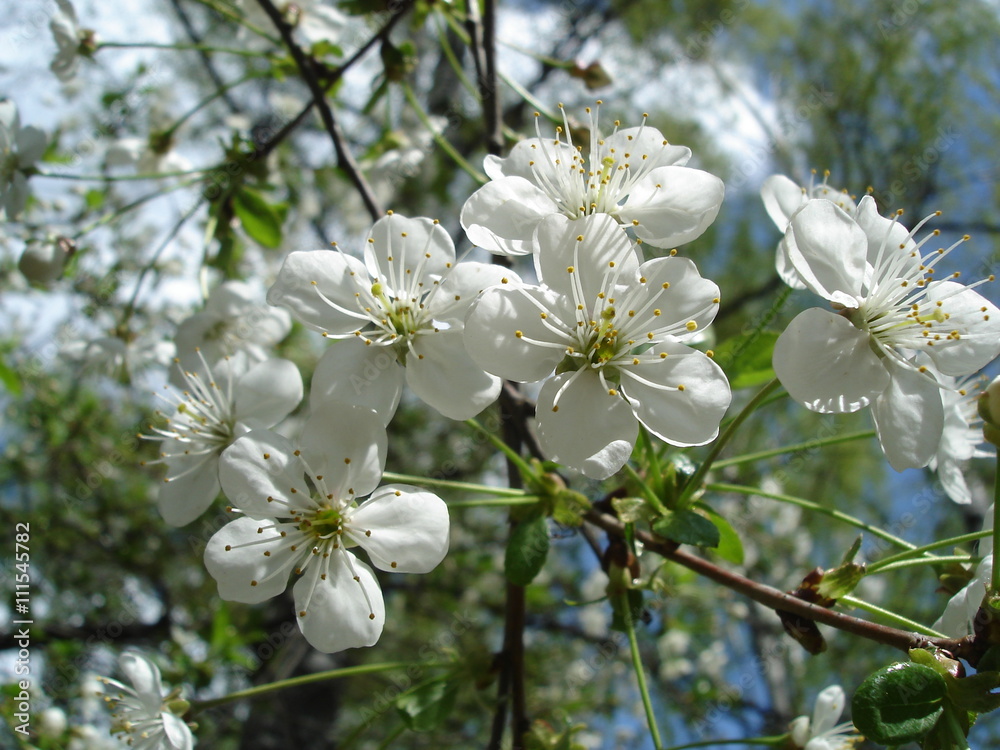 Fototapeta premium cherry tree flowers close