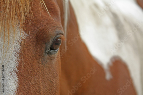 close up horse