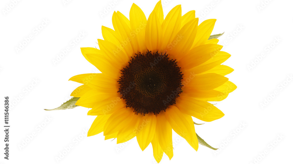 Fototapeta premium Sunflower