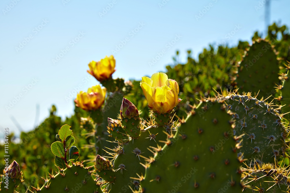 Flowering cactus and Indian blanket wildflowers Flowering cactus and Indian blanket wildflowers