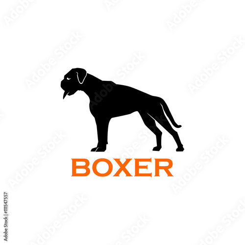 dog boxer