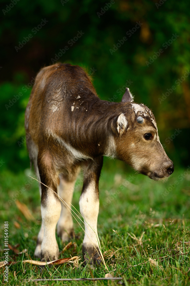 Buffalo Buffalo